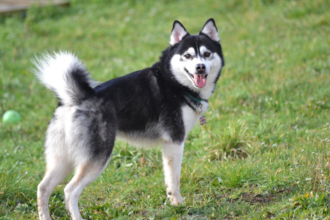Jaxson - F1B Black and White Pomsky