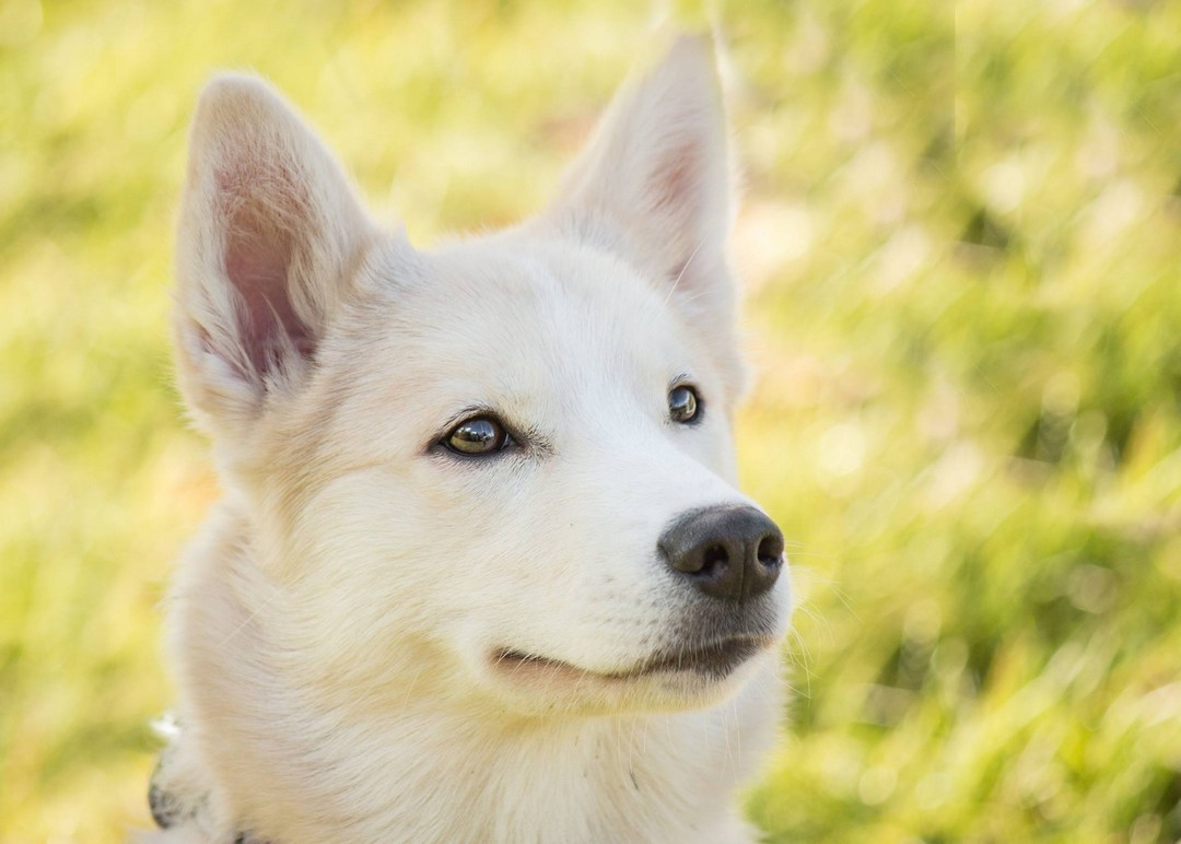 Topaz - F2 Cream Pomsky