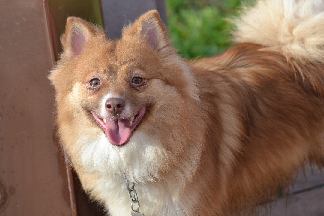 Willow - F1B Chocolate Pomsky