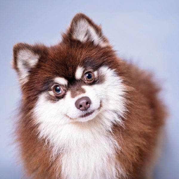 chocolate pomsky