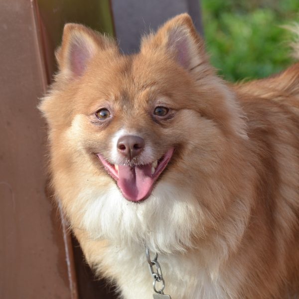 chocolate pomsky