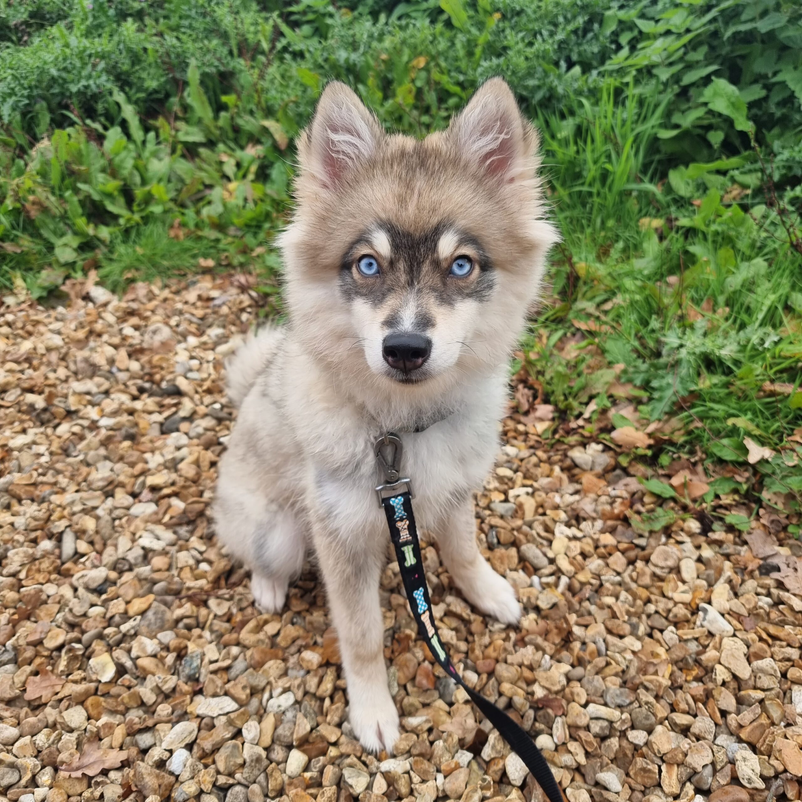 Willow - F1B Chocolate Pomsky