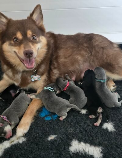 Dinosaur Litter