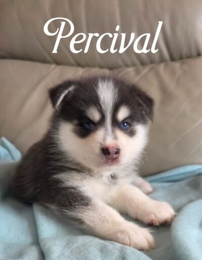Percival 5 Weeks Old